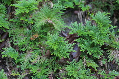 Selaginella tamariscina