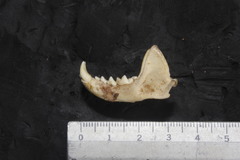 Neogale frenata frenata