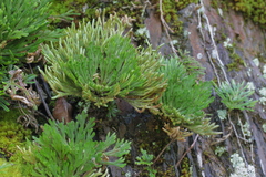 Selaginella tamariscina