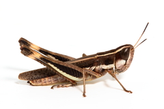 Macrotona securiformis