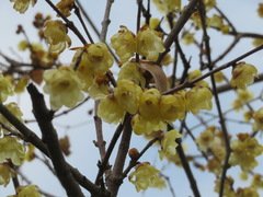 Chimonanthus praecox