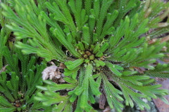 Selaginella tamariscina