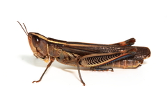 Macrotona