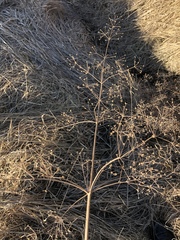 Alisma plantago-aquatica