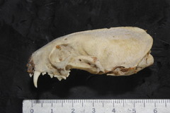 Neogale frenata frenata