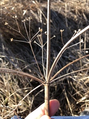 Alisma plantago-aquatica