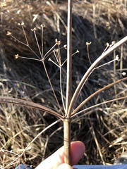 Alisma plantago-aquatica
