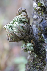Selaginella tamariscina