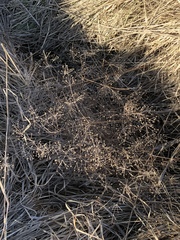 Alisma plantago-aquatica