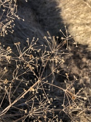 Alisma plantago-aquatica