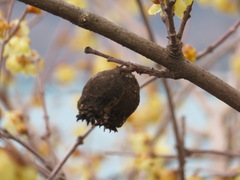 Chimonanthus praecox