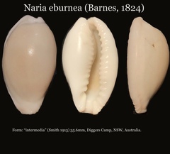 Image of Naria eburnea