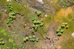 Adiantum capillus-junonis