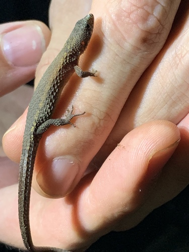 Northern Spectacled Lizard
