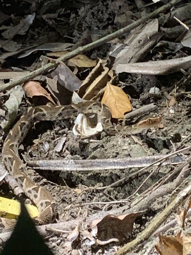 Bothrops asper