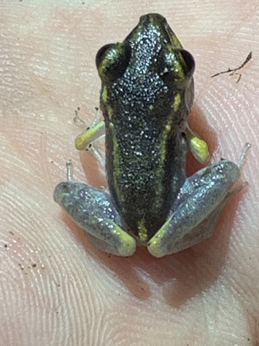 Pristimantis gaigei