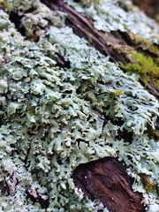 Heterodermia obscurata