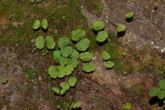 Adiantum capillus-junonis