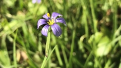 Angiospermae