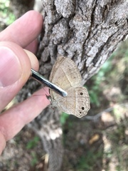 Yphthimoides patricia