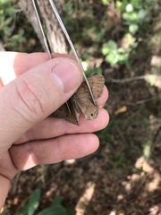 Yphthimoides patricia