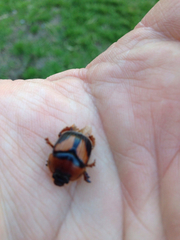 Bolbocerosoma farctum