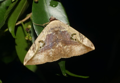 Hypopyra vespertilio