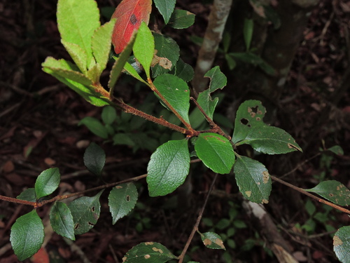 Rhaphiolepis indica