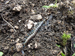 Scolopendra dalmatica