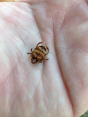 Bolbocerosoma farctum