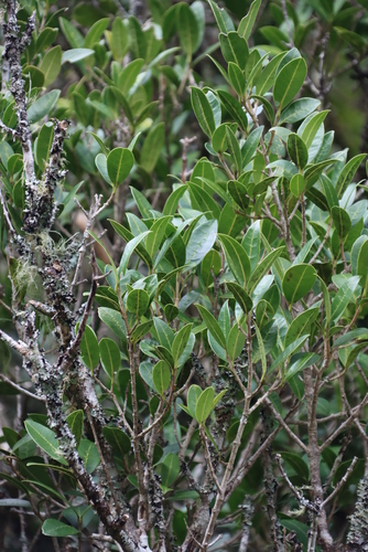 Image of Noronhia foveolata by (c) Tony Rebelo, some rights reserved (CC BY-SA)