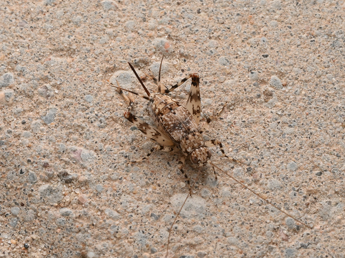 Dianemobius csikii