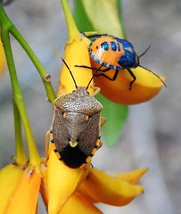Anaxarchus pardalinus