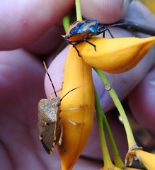 Anaxarchus pardalinus