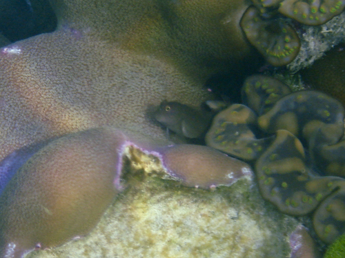 Cirripectes filamentosus