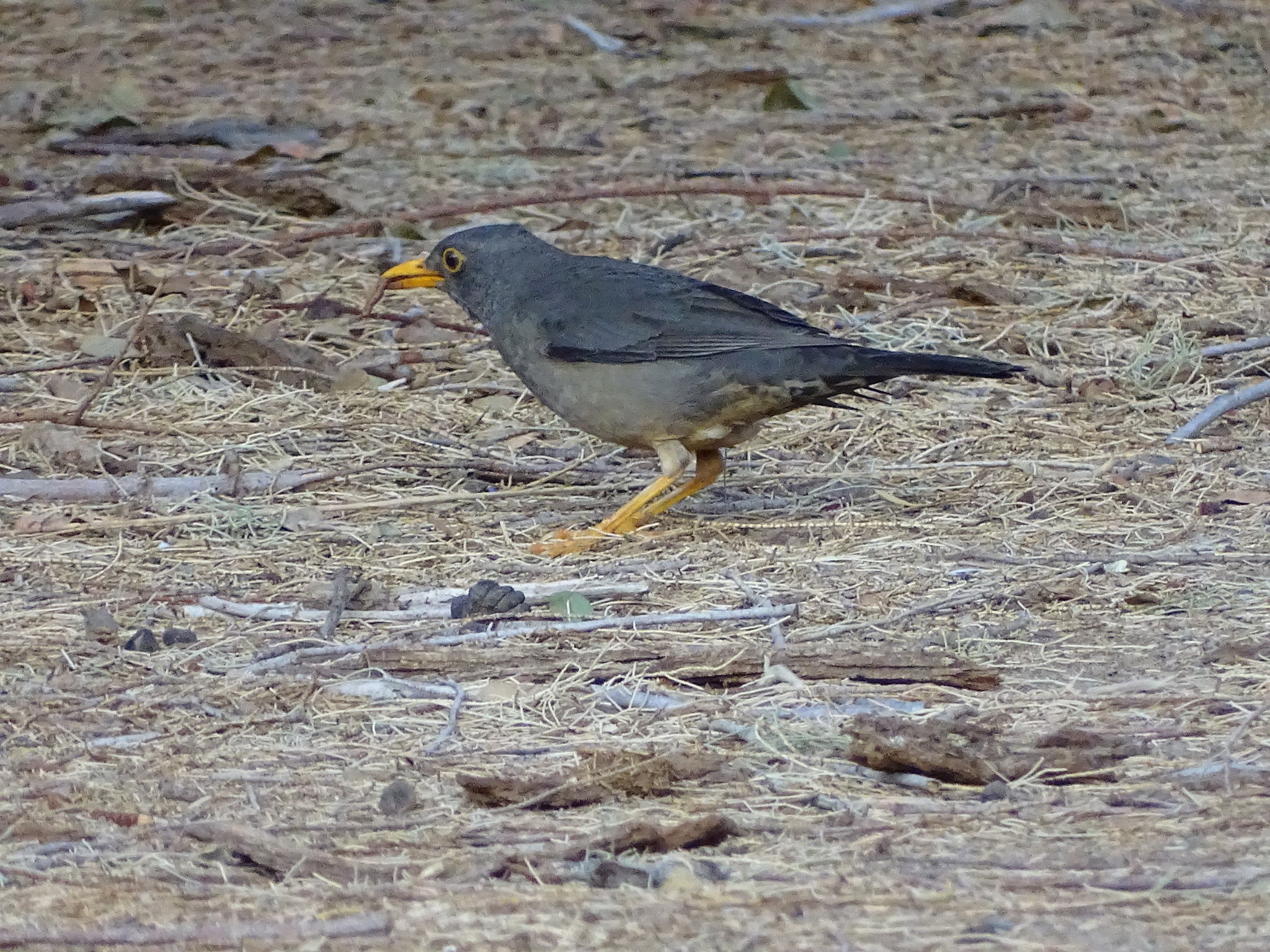 Karoo Thrush illustration