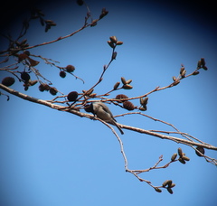 Poecile palustris