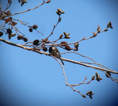 Poecile palustris