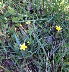 Ranunculus hispidus