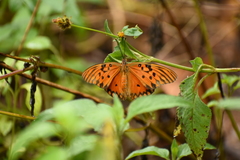 Dione vanillae maculosa