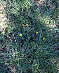 Ranunculus hispidus