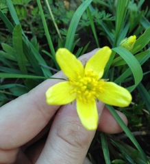 Ranunculus hispidus