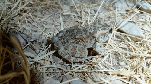 Mauritanian Toad