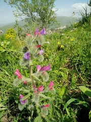 Echium judaeum