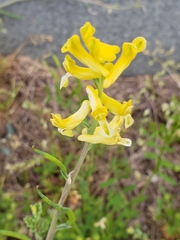 Corydalis halei