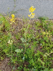 Corydalis halei