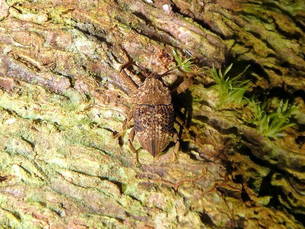 Odosyllis