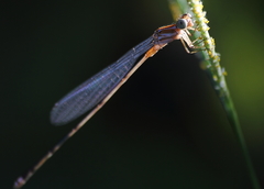 Pseudagrion pilidorsum declaratum