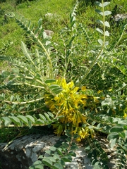 Astragalus macrocarpus