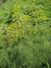 Prangos ferulacea